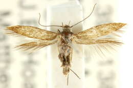 Image of Scythris