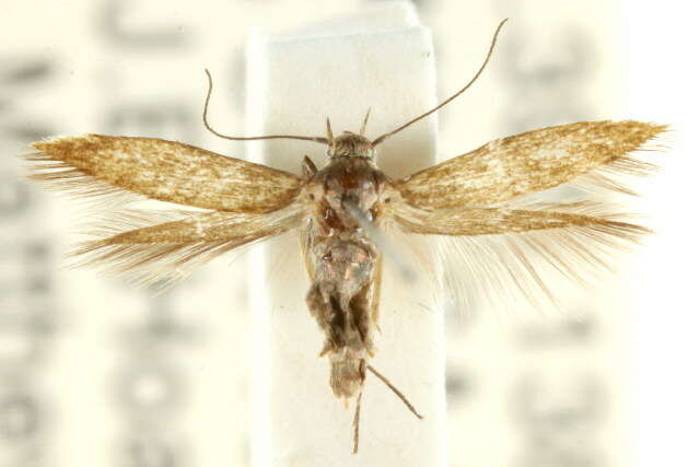 Image of Scythris