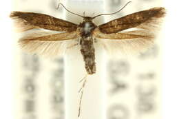 Image of Scythris