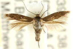 Image of Scythris