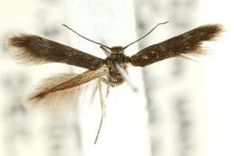 Image of Scythris