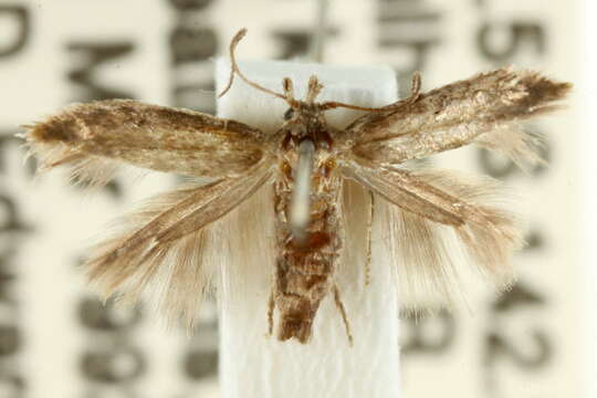 Image of Scythris