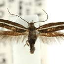 Image of Scythris