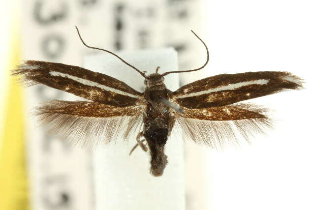 Image of Scythris