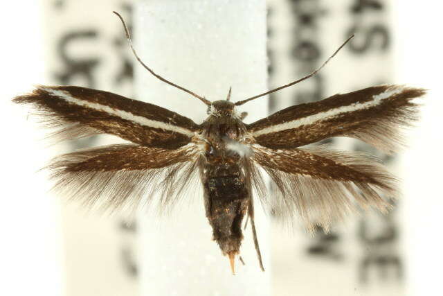 Image of Scythris