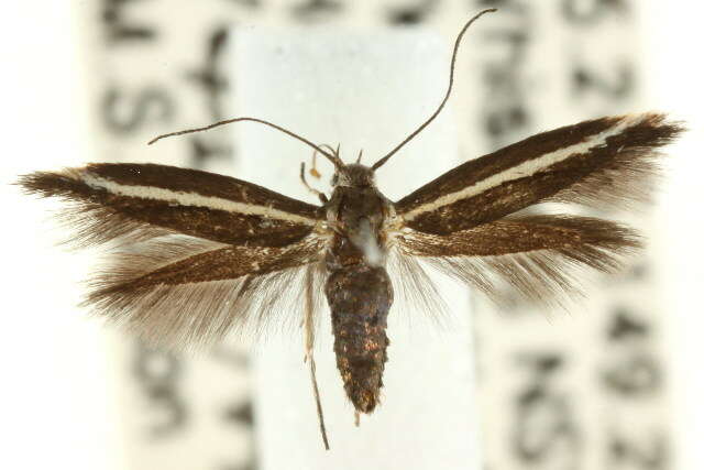 Image of Scythris