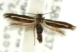 Image of Scythris