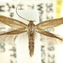 Image of Elachista peridiola
