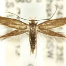 Image of Scythris