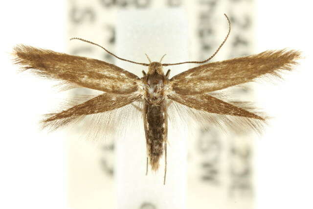 Image of Scythris