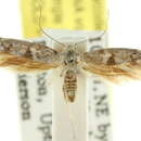 Image of Scythris