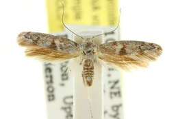 Image of Scythris