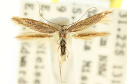 Image of Scythris