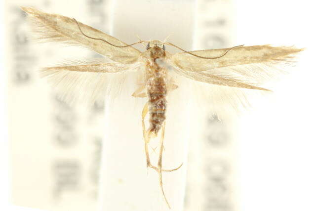 Image of Scythris