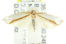 Image of Thudaca circumdatella Walker 1864