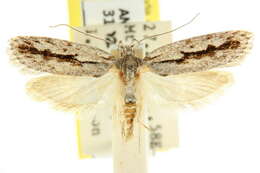 Image of <i>Eulechria xeropterella</i>