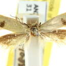 Plancia ëd Sclerocris thiodes