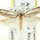 Image of Periallactis monostropha Lower 1897