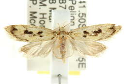 Image of Oresitropha
