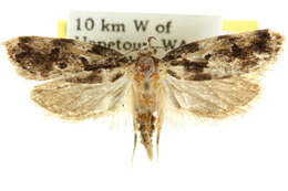 Image of <i>Pyrgoptila dyscolleta</i>