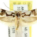 Image of Machetis dicranotypa Turner 1935