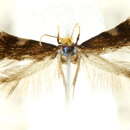 Image of Roscidotoga callicomae Hoare 2000