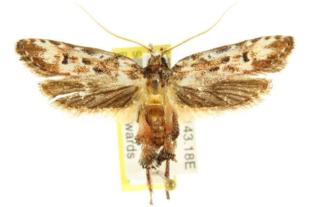 Image of Casmara exculta Meyrick 1914