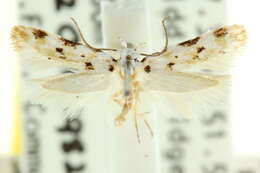 صورة Ischnomorpha idiotropa Turner 1936