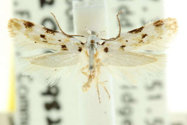 Ischnomorpha idiotropa Turner 1936 resmi