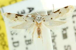 صورة Ischnomorpha