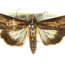 Image of <i>Lophoptera nama</i>