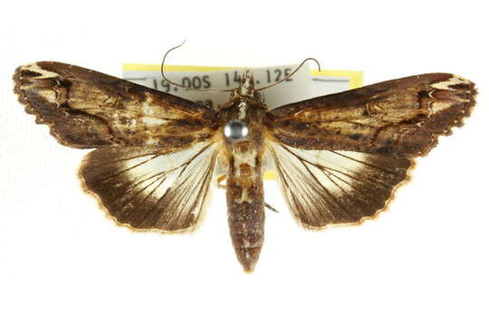 Image of <i>Lophoptera nama</i>