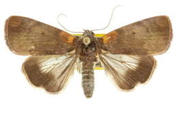 Image of Maceda rotundimacula Warren 1912