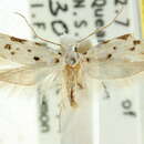 صورة <i>Ischnomorpha charierga</i>