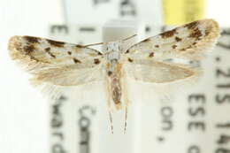 صورة <i>Ischnomorpha charierga</i>