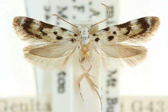 صورة Ischnomorpha thrypticopa Meyrick 1902