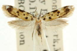 صورة Ischnomorpha thrypticopa Meyrick 1902