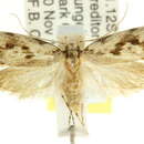 Image of Barea plesiosticta Turner 1935