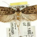 Image of Barea asbolaea Meyrick 1884