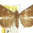 صورة Laspeyria aleuropis