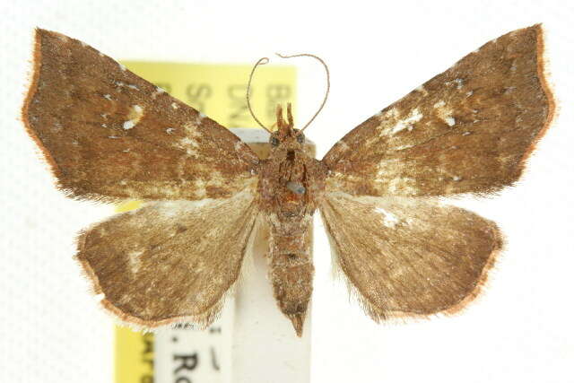 صورة Laspeyria aleuropis