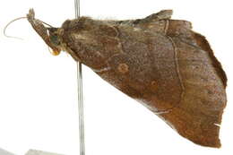 Image of Orthozancla rhythmotypa