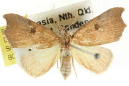 Image of Axiocteta oenoplex Turner 1902