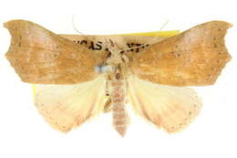 Image of Axiocteta oenoplex Turner 1902