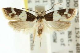 Image of Sphyrelata melanoleuca Meyrick 1883