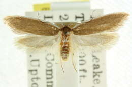 Image of Oecophora1 eurrhoa