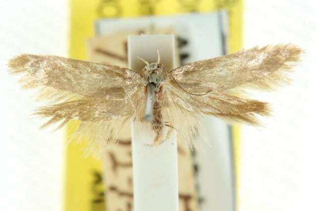 Image of Machaeritis pelinopa Meyrick 1902