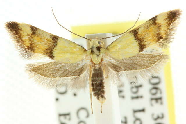 Imagem de <i>Temnogyropa stenomorpha</i>