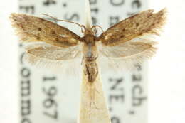 صورة Rhoecoceros pelomorpha Turner 1940