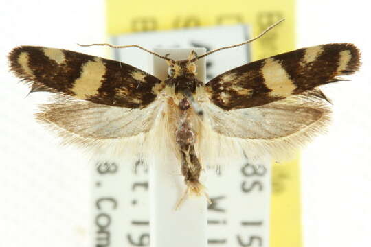 صورة <i>Catadoceta xanthostephana</i>